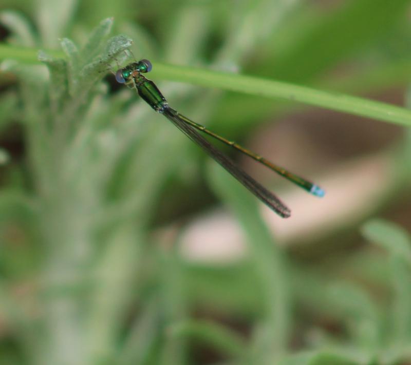 Photo of Sedge Sprite