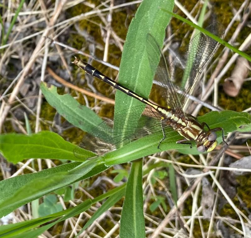 Photo of Ashy Clubtail