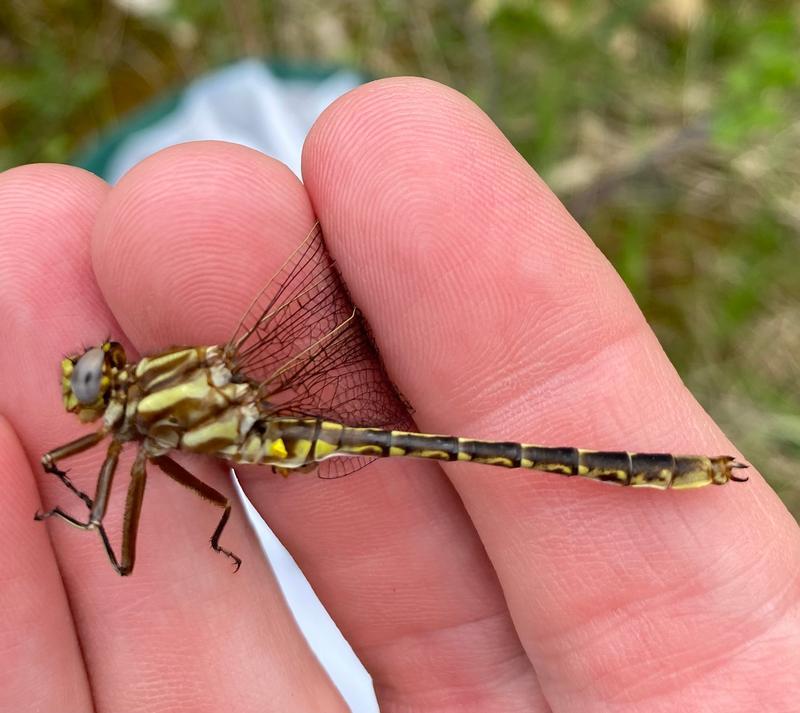 Photo of Ashy Clubtail