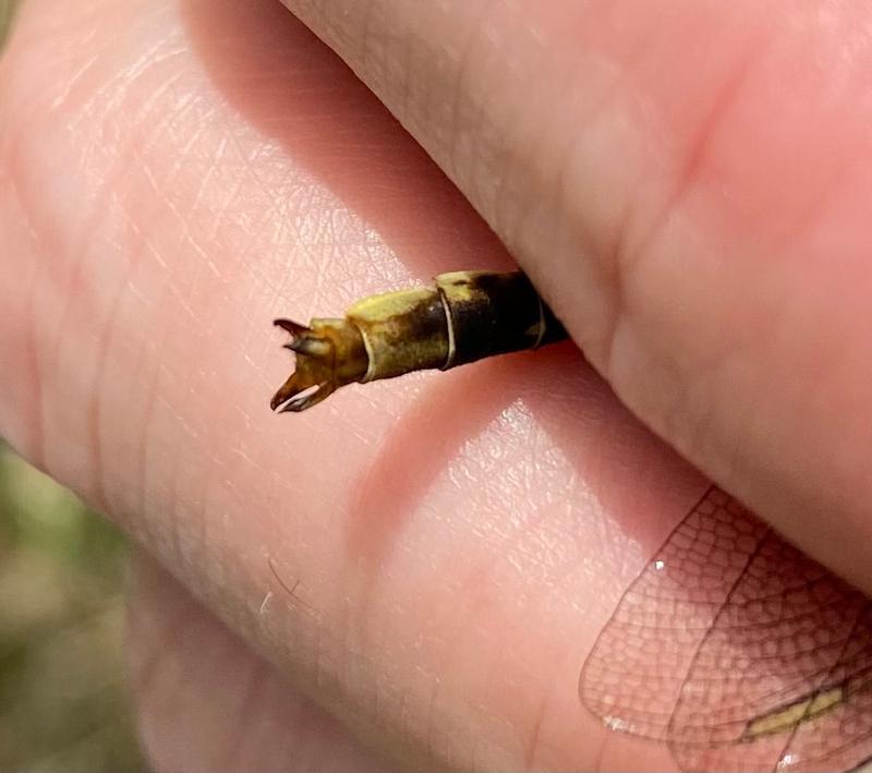 Photo of Ashy Clubtail