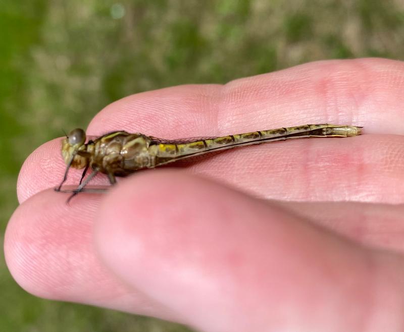 Photo of Dusky Clubtail