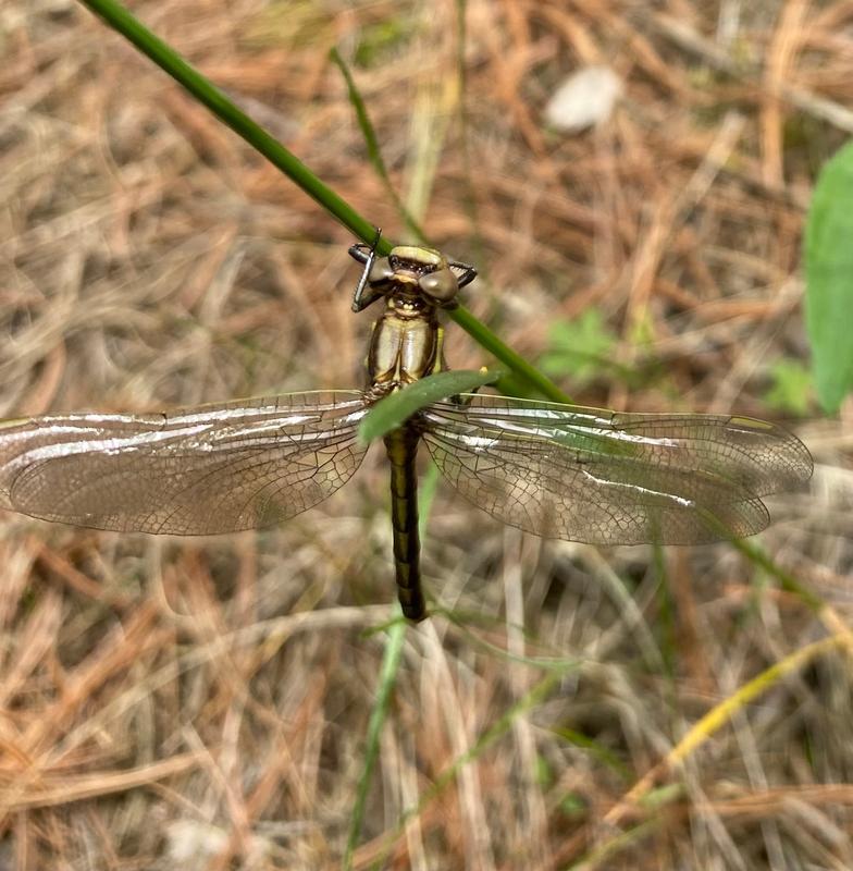 Photo of Dusky Clubtail