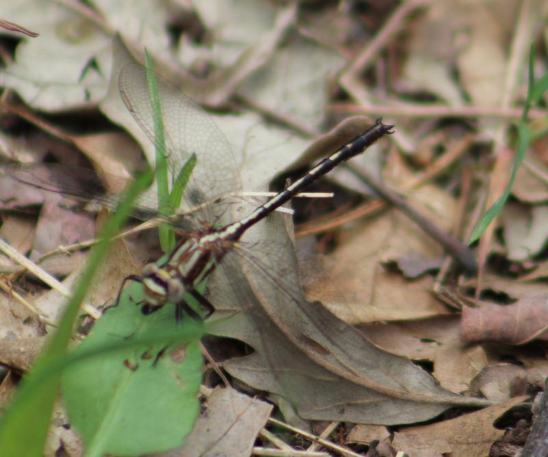 Photo of Dusky Clubtail