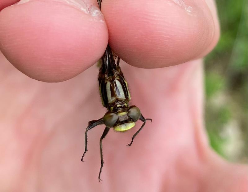 Photo of Lancet Clubtail