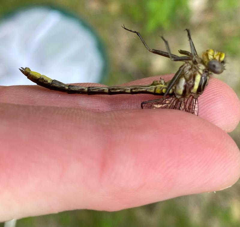 Photo of Lancet Clubtail