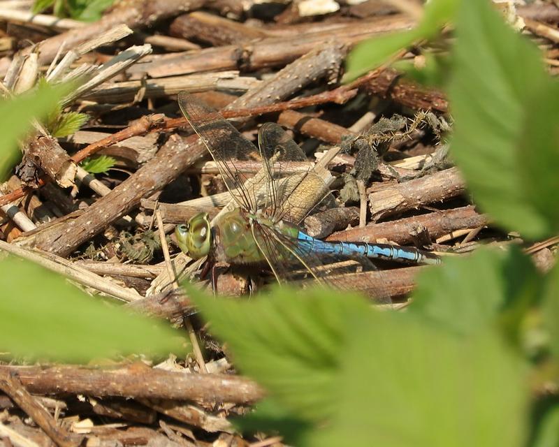 Photo of Common Green Darner