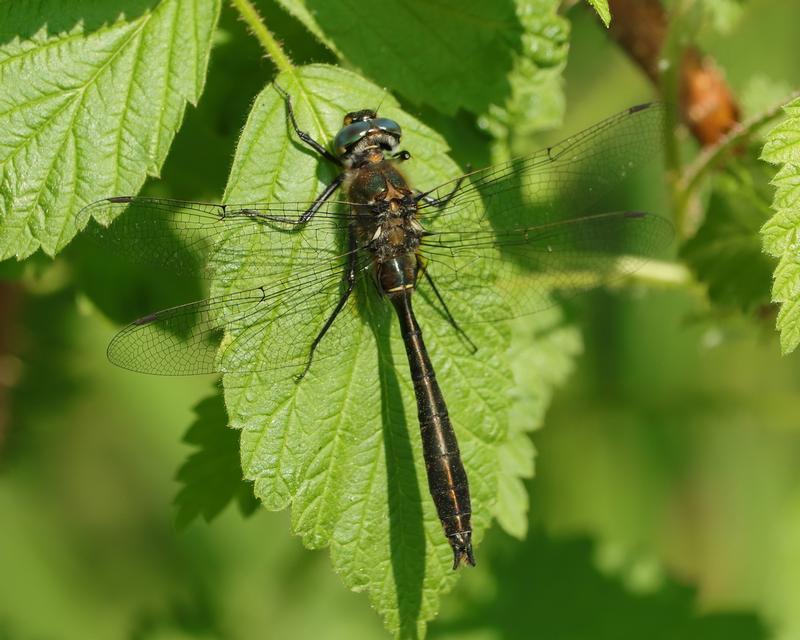 Photo of American Emerald