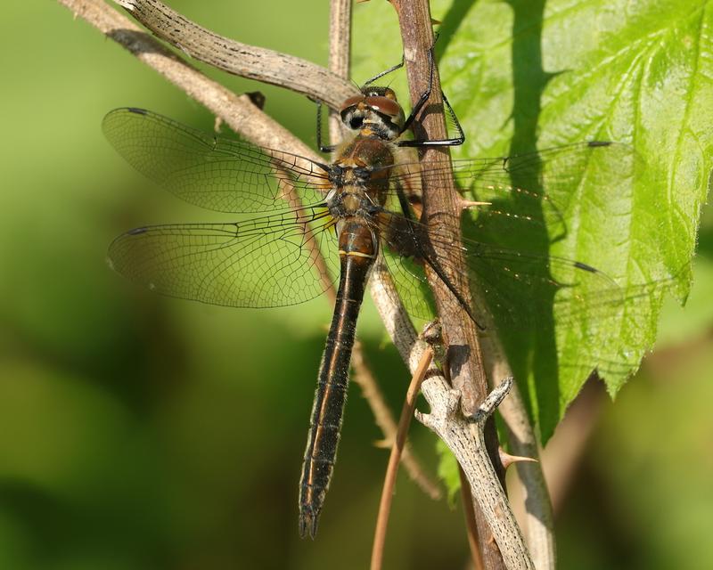 Photo of American Emerald
