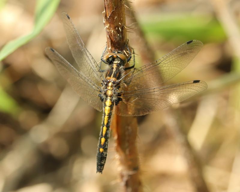 Photo of Dot-tailed Whiteface
