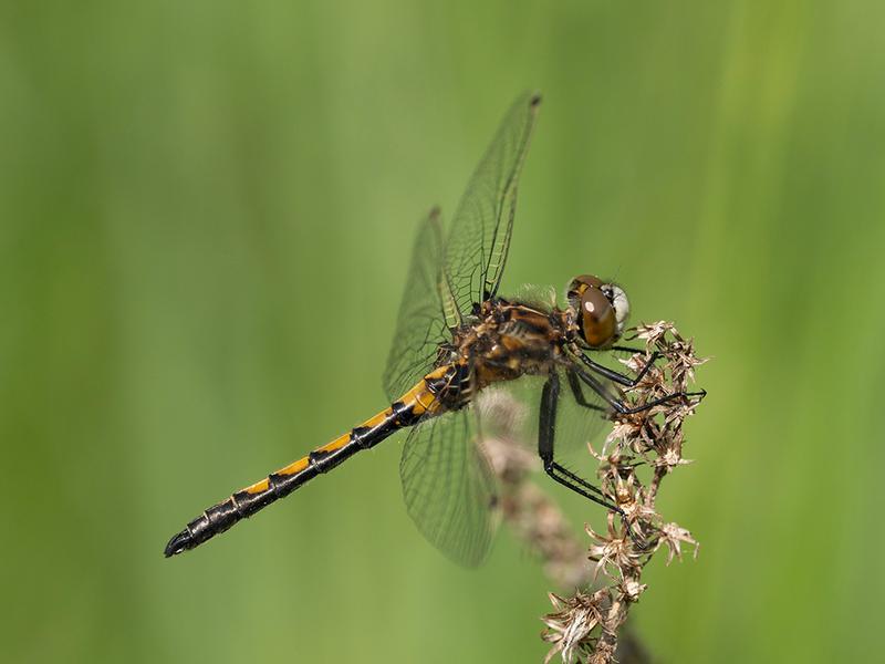 Photo of Hudsonian Whiteface