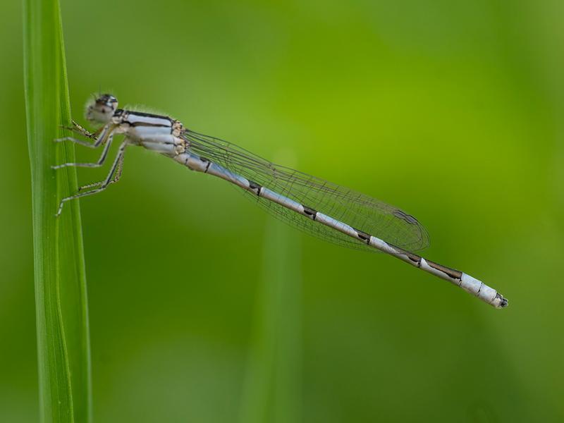 Photo of Familiar Bluet