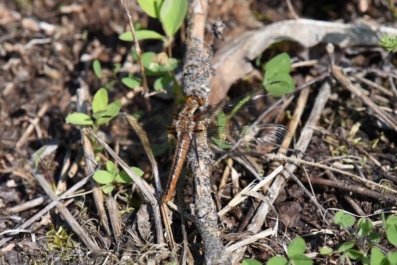 Photo of Chalk-fronted Corporal