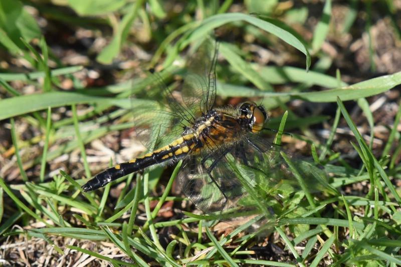 Photo of Dot-tailed Whiteface