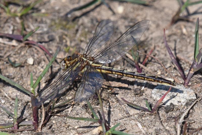Photo of Dusky Clubtail