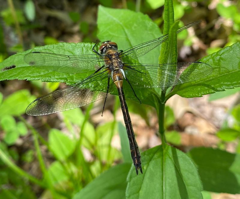 Photo of American Emerald