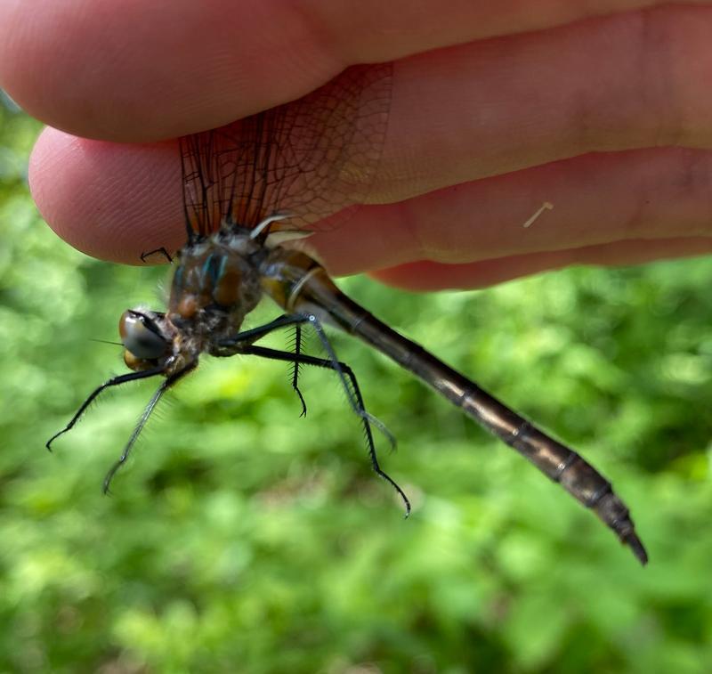 Photo of American Emerald