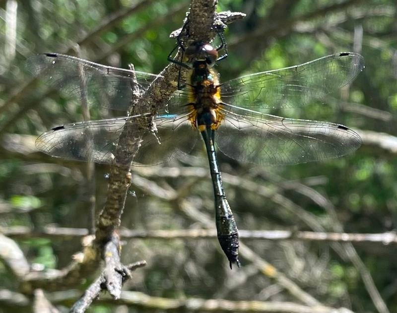 Photo of Racket-tailed Emerald