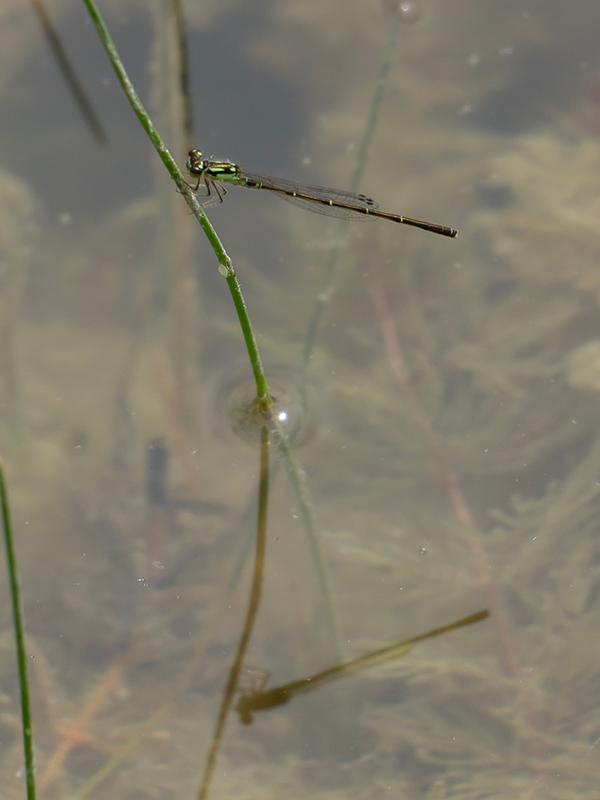 Photo of Fragile Forktail