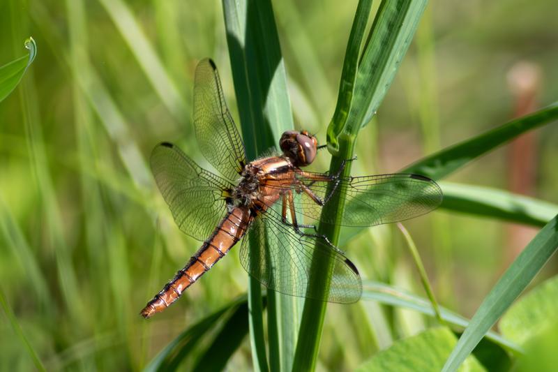 Photo of Chalk-fronted Corporal