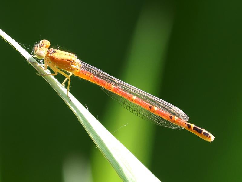 Photo of Western Red Damsel