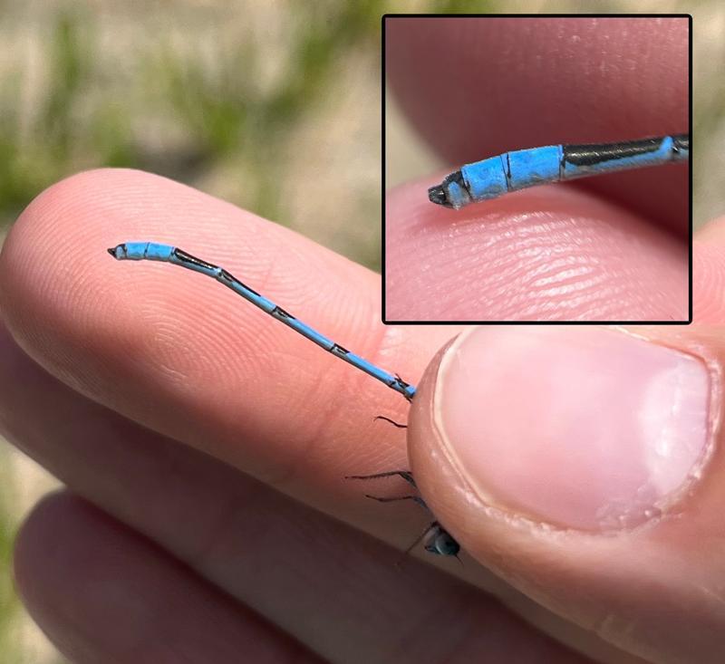Photo of Familiar Bluet