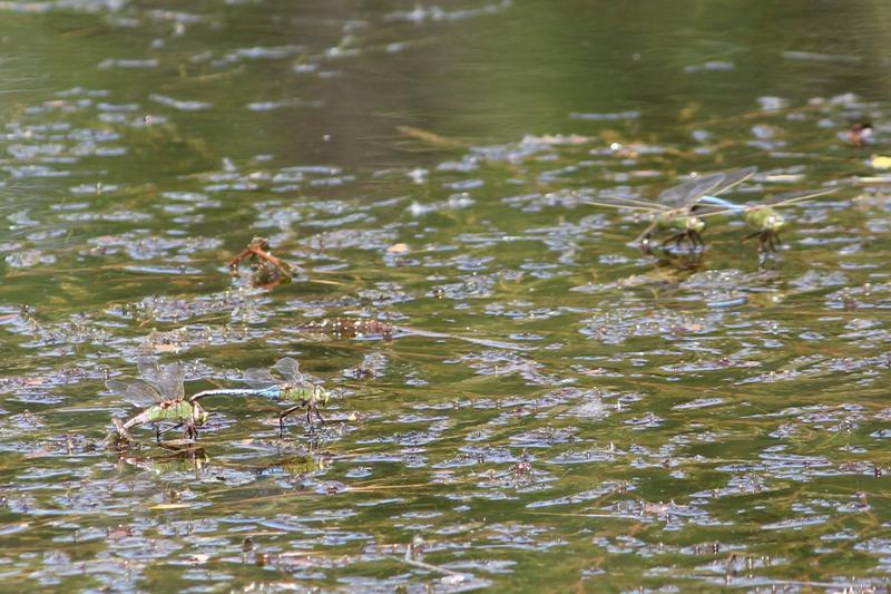 Photo of Common Green Darner