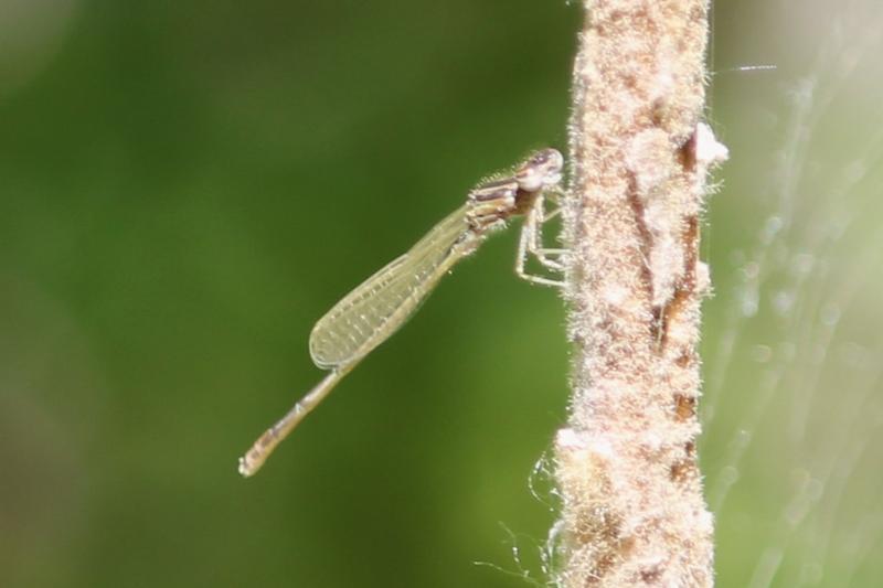 Photo of Familiar Bluet
