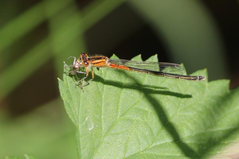 Photo of Eastern Forktail