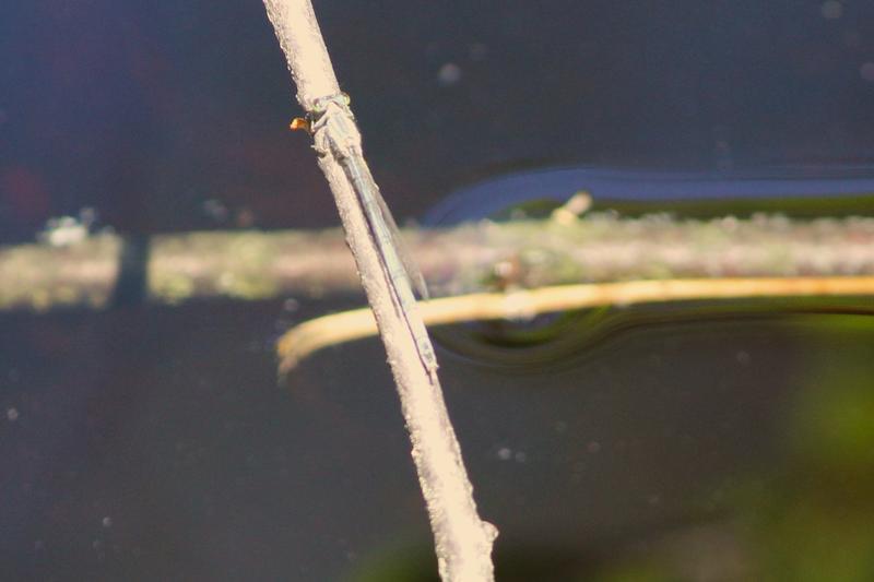 Photo of Eastern Forktail