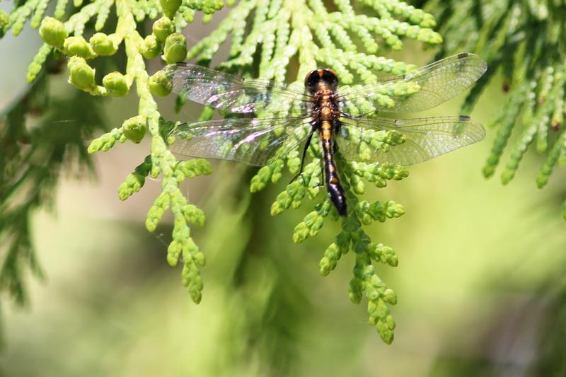 Photo of Dot-tailed Whiteface