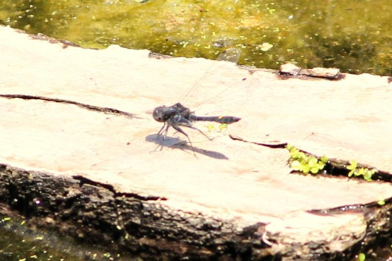 Photo of Dot-tailed Whiteface