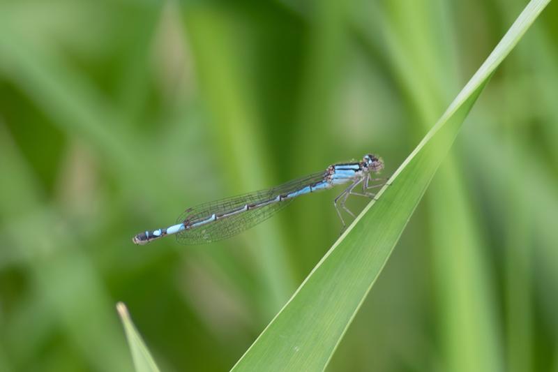 Photo of Azure Bluet