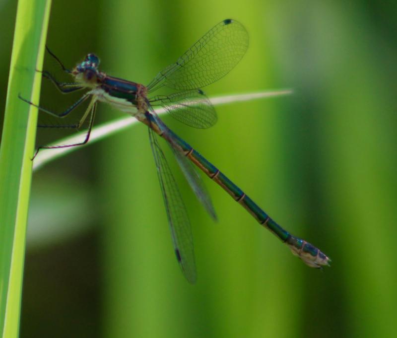 Photo of Emerald Spreadwing