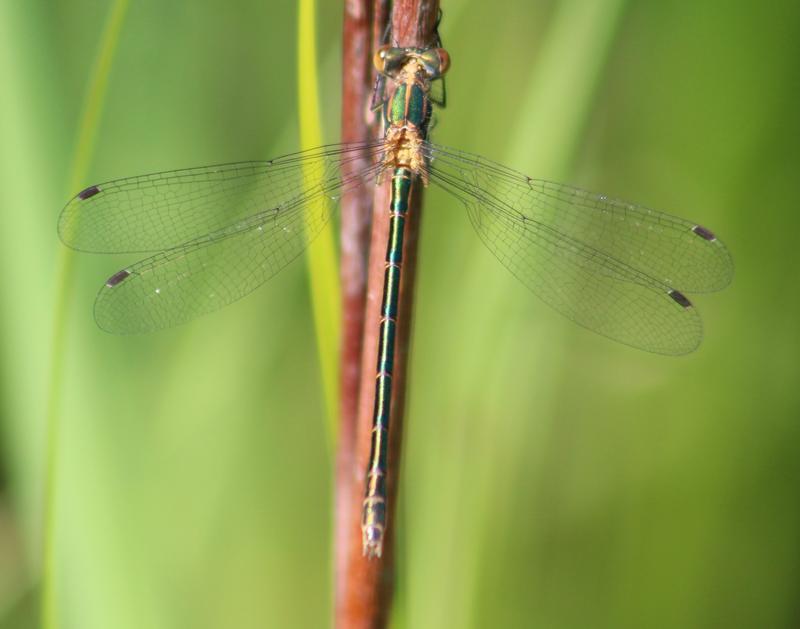 Photo of Emerald Spreadwing