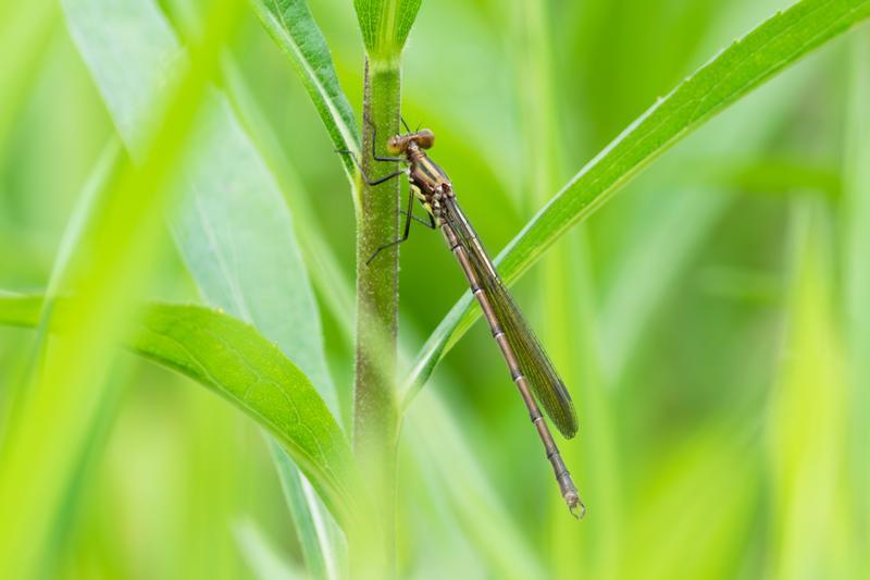 Photo of Amber-winged Spreadwing