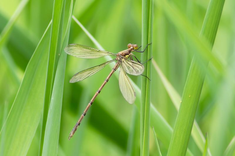 Photo of Amber-winged Spreadwing