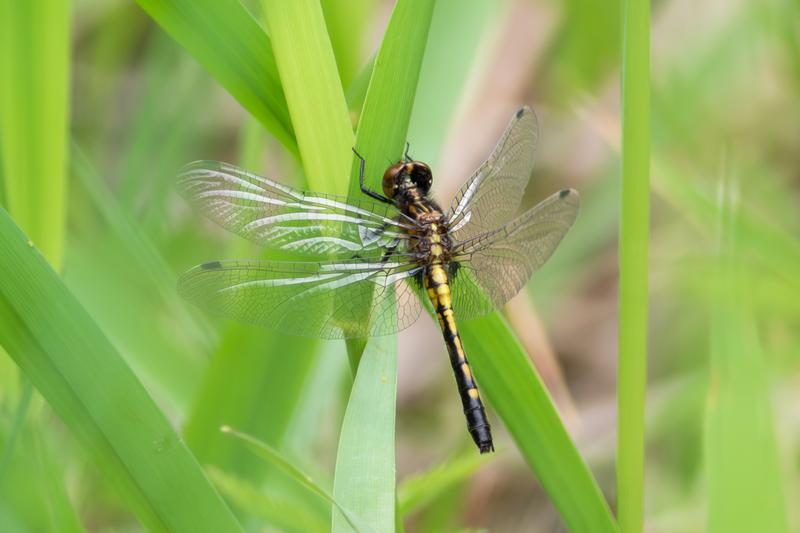 Photo of Dot-tailed Whiteface