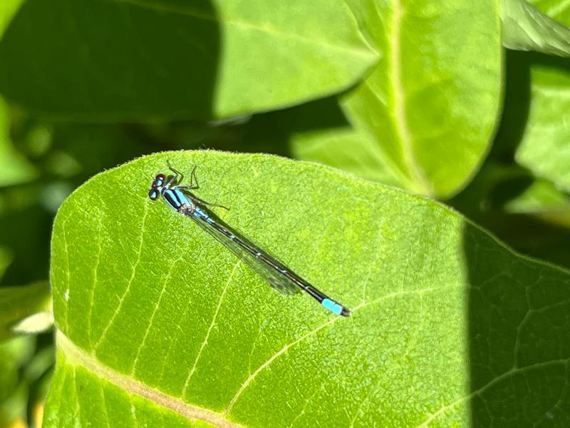 Photo of Skimming Bluet