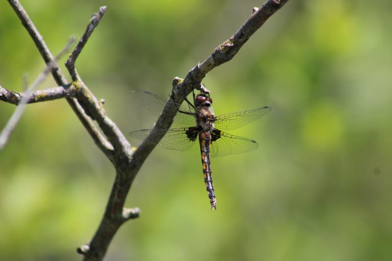 Photo of Common Baskettail