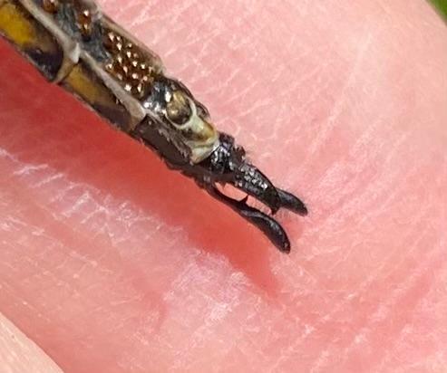 Photo of Spiny Baskettail