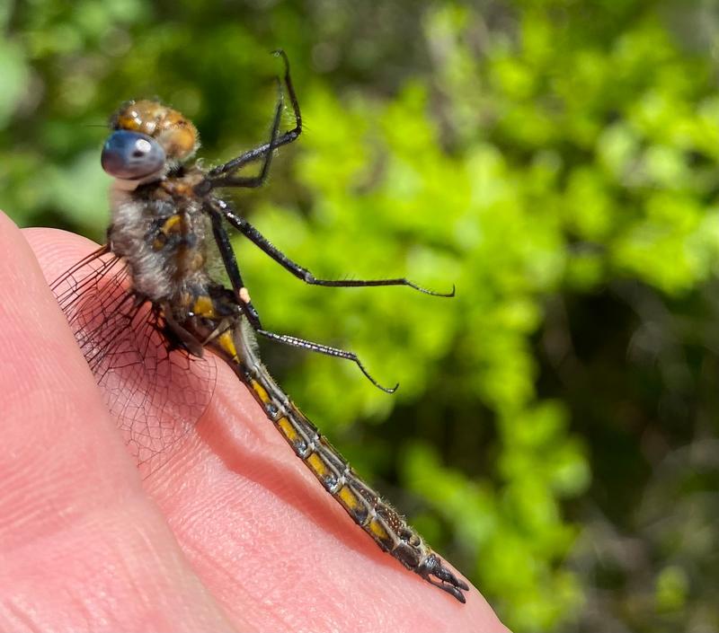 Photo of Spiny Baskettail