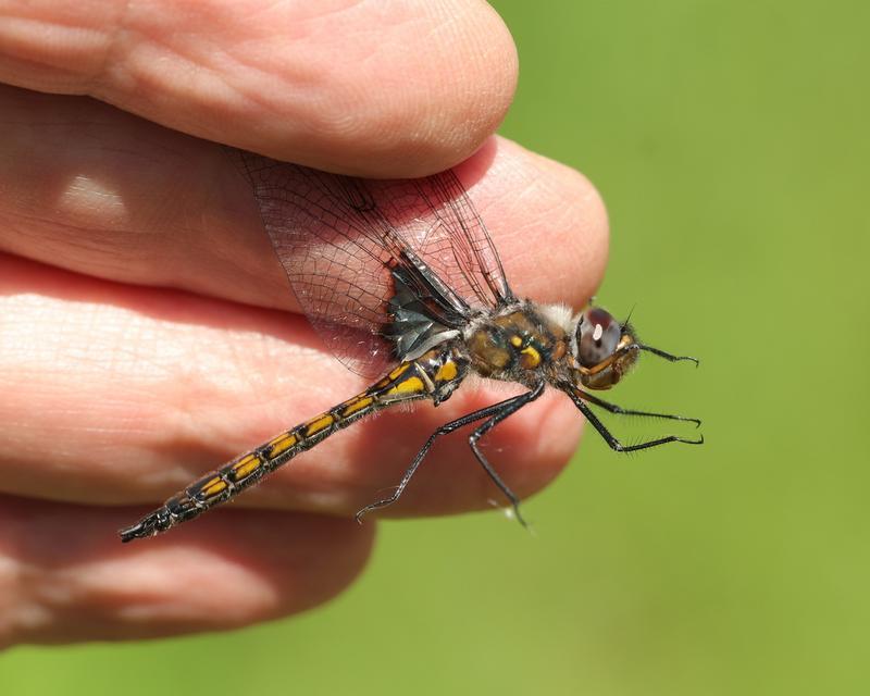 Photo of Common Baskettail