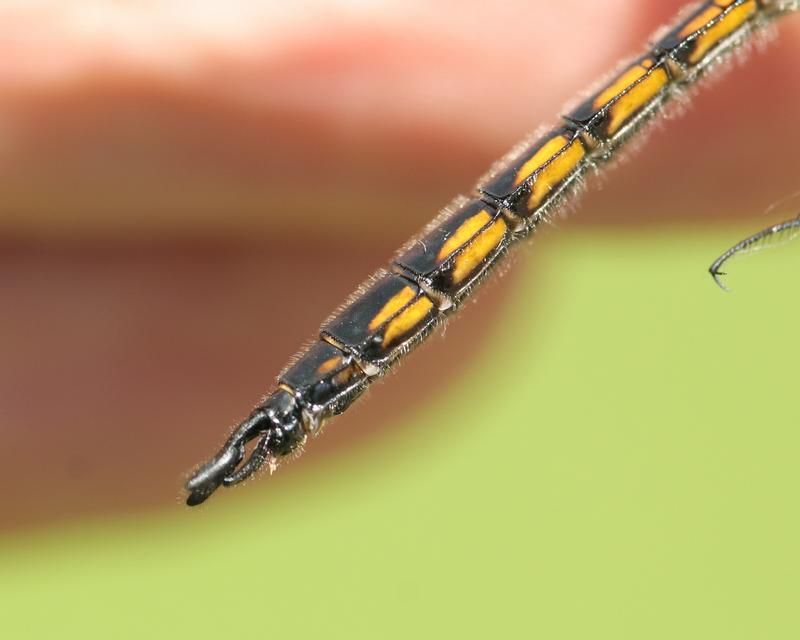 Photo of Common Baskettail