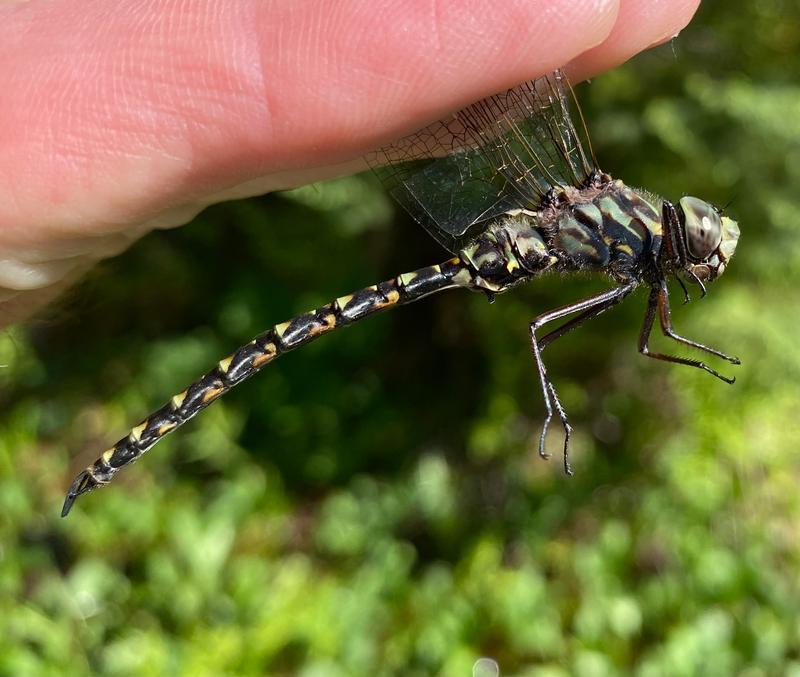 Photo of Harlequin Darner