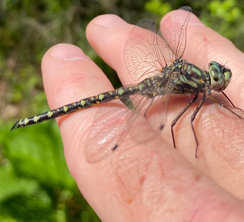 Photo of Harlequin Darner