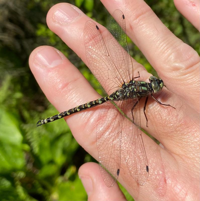 Photo of Harlequin Darner