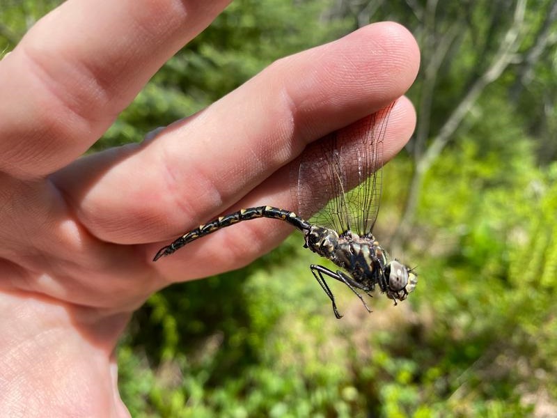 Photo of Harlequin Darner
