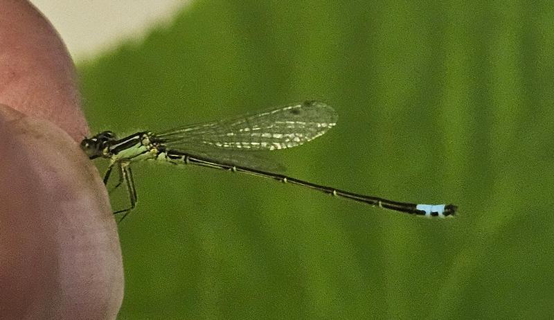 Photo of Eastern Forktail
