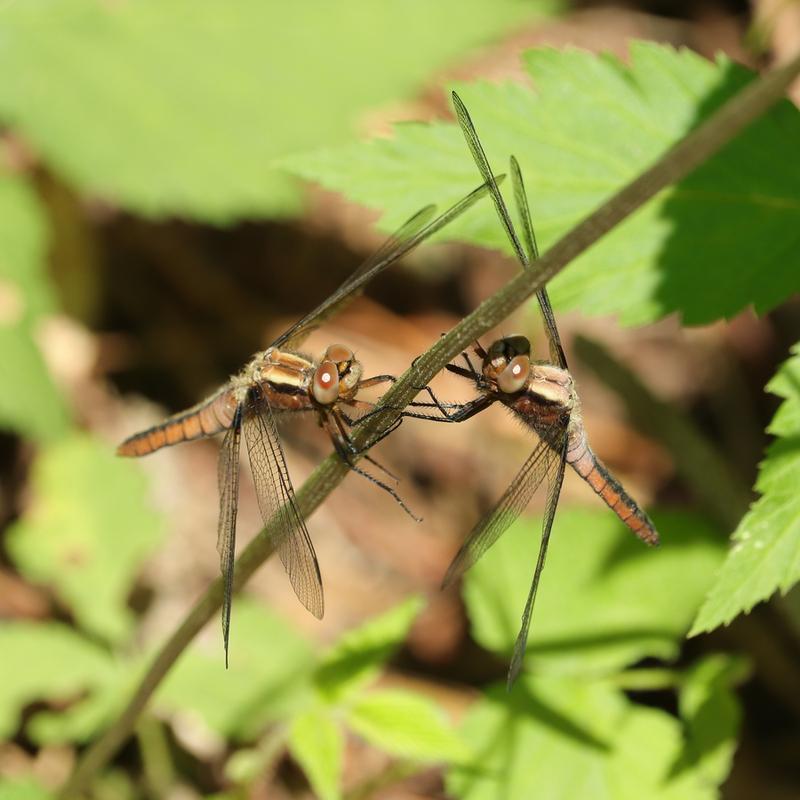 Photo of Chalk-fronted Corporal