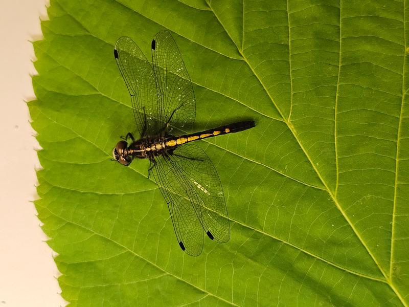 Photo of Dot-tailed Whiteface